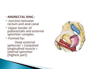 • ANORECTAL RING :
-Junction between
rectum and anal canal
-Upper border of
puborectalis and external
spinchter complex
-Formed by:
Deep external
sphincter + Conjoined
longitudinal muscle +
internal spinchter
(highest part)
 
