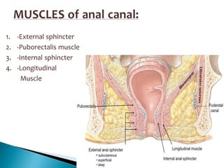 1. -External sphincter
2. -Puborectalis muscle
3. -Internal sphincter
4. -Longitudinal
Muscle
 