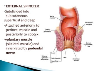 •EXTERNAL SPINCTER
-Subdivided into
subcutaneous
superficial and deep
-Attached anteriorly to
perineal muscle and
posteriorly to coccyx
-voluntary muscle
(skeletal muscle) and
innervated by pudendal
nerve
 
