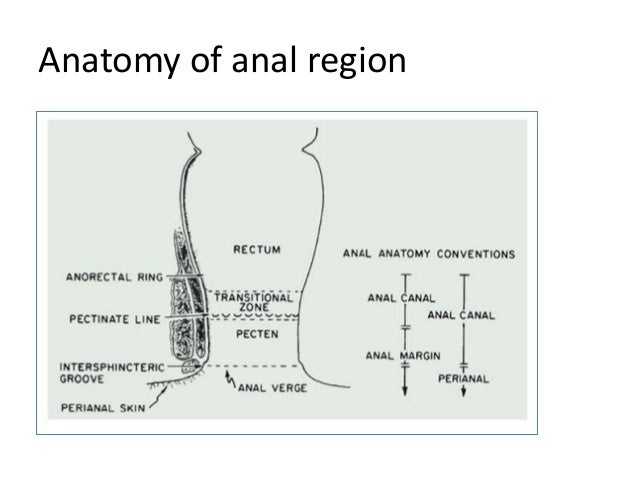 Anal Canal Anal Canal
