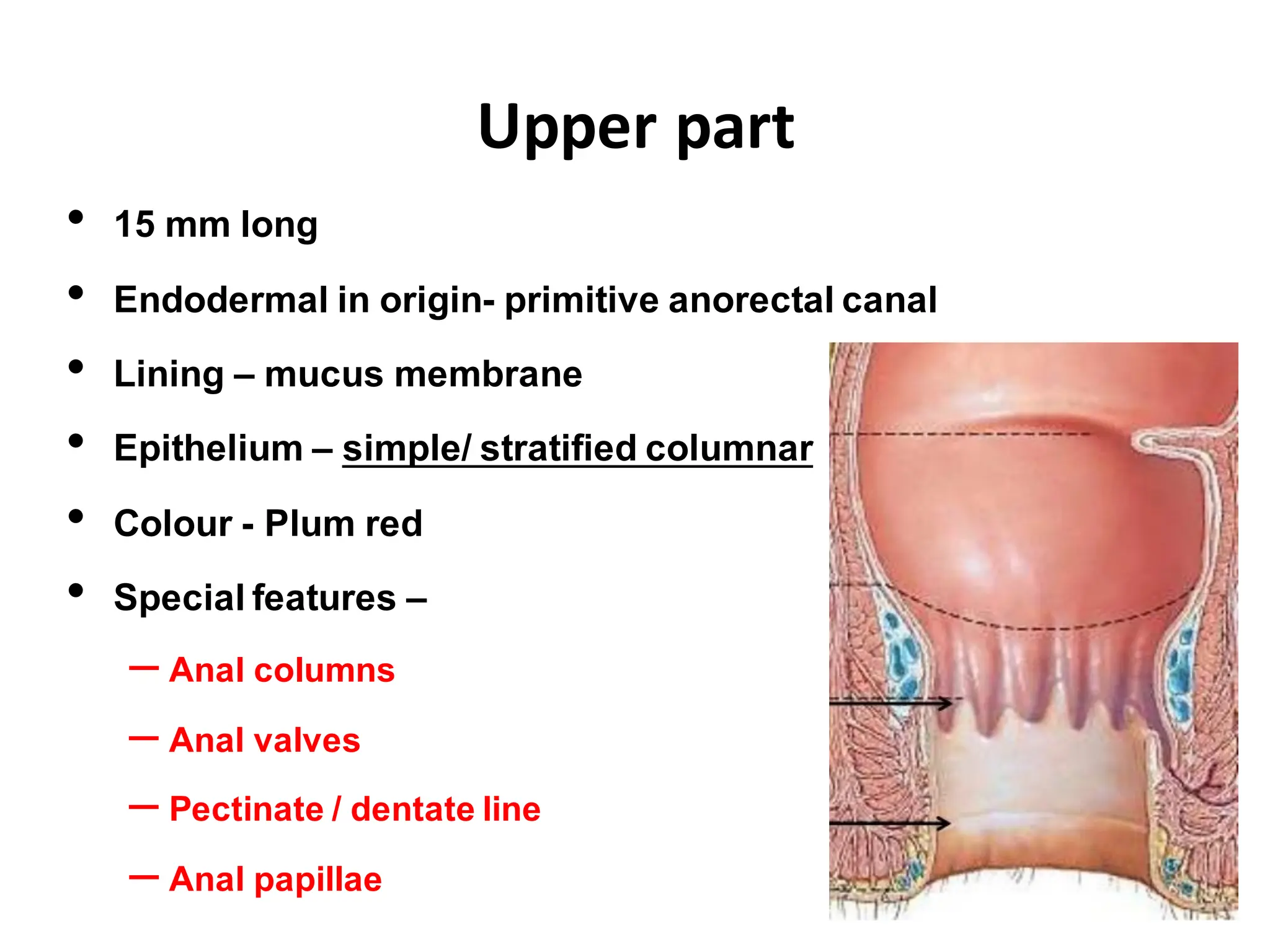Analcanal Anatomy aspects Of Surgery Well Described PDF Analcanal Anatomy aspects Of Surgery Well Described PDF