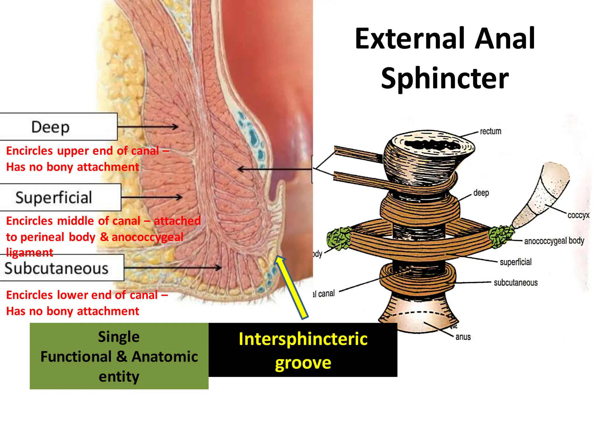 Analcanal Anatomy aspects Of Surgery Well Described PDF Analcanal Anatomy aspects Of Surgery Well Described PDF