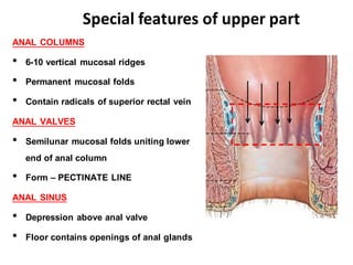 analcanal anatomy (aspects of surgery) well described | PDF