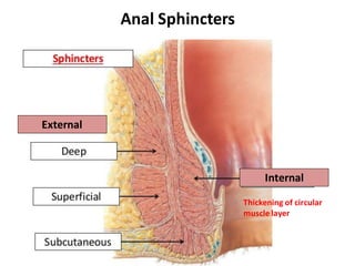 analcanal-anatomy-aspects-of-surgery-well-described-pdf