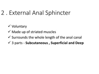2 . External Anal Sphincter
 Voluntary
 Made up of striated muscles
 Surrounds the whole length of the anal canal
 3 parts - Subcutaneous , Superficial and Deep
 