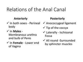 Relations of the Anal Canal
Anteriorly
 In both sexes - Perineal
body
 In Males -
Membranous urethra
and bulb of Penis
 In Female - Lower end
of Vagina
Posteriorly
 Anococcygeal ligament
 Tip of the coccyx
 Laterally - Ischioanal
Fossa
 All round -Surrounded
by sphincter muscles
 