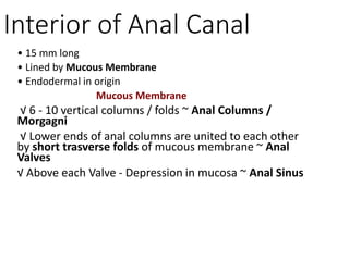 Interior of Anal Canal
• 15 mm long
• Lined by Mucous Membrane
• Endodermal in origin
Mucous Membrane
√ 6 - 10 vertical columns / folds ~ Anal Columns /
Morgagni
√ Lower ends of anal columns are united to each other
by short trasverse folds of mucous membrane ~ Anal
Valves
√ Above each Valve - Depression in mucosa ~ Anal Sinus
 