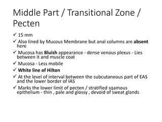 Middle Part / Transitional Zone /
Pecten
 15 mm
 Also lined by Mucous Membrane but anal columns are absent
here
 Mucosa has Bluish appearance - dense venous plexus - Lies
between it and muscle coat
 Mucosa - Less mobile
 White line of Hilton
 At the level of interval between the subcutaneous part of EAS
and the lower border of IAS
 Marks the lower limit of pecten / stratified sqamous
epithelium - thin , pale and glossy , devoid of sweat glands
 