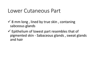 Lower Cutaneous Part
 8 mm long , lined by true skin , contaning
sabceous glands
 Epithelium of lowest part resembles that of
pigmented skin - Sabaceous glands , sweat glands
and hair
 
