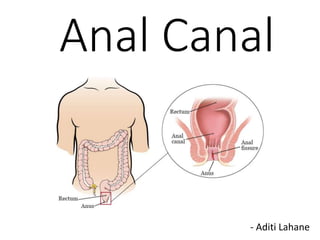 Anal Canal
- Aditi Lahane
 