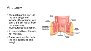 Anatomy
• The anal margin starts at
the anal verge and
includes the perianal skin
over a 5-6 cm radius from
the squamous
mucocutaneous junction.
• It is covered by epidermis,
not mucosa.
• Tumors can involve both
the anal canal and anal
margin.
 