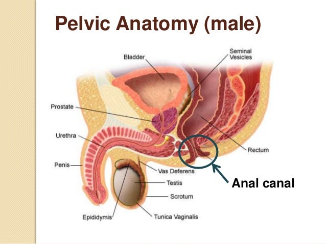 Diagram of a mans anus - Nude photos