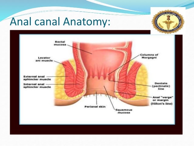 How deep is the anal canal