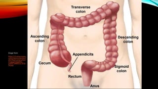 Anal Fistula | PPTX