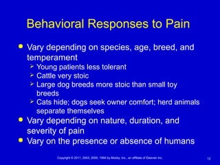12Copyright © 2011, 2003, 2000, 1994 by Mosby, Inc., an affiliate of Elsevier Inc.
Behavioral Responses to Pain
 Vary depending on species, age, breed, and
temperament
 Young patients less tolerant
 Cattle very stoic
 Large dog breeds more stoic than small toy
breeds
 Cats hide; dogs seek owner comfort; herd animals
separate themselves
 Vary depending on nature, duration, and
severity of pain
 Vary on the presence or absence of humans
 