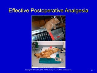 21Copyright © 2011, 2003, 2000, 1994 by Mosby, Inc., an affiliate of Elsevier Inc.
Effective Postoperative Analgesia
 
