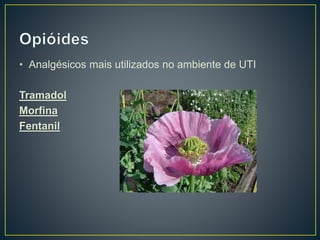 • Analgésicos mais utilizados no ambiente de UTI 
Tramadol 
Morfina 
Fentanil 
 