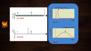 DOR
Dor rápida
Dor lenta t1
t1
 
