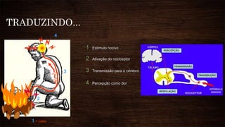 TRADUZINDO...
1 Estimulo nocivo
1 = calor
2 Ativação do nociceptor
2
3 Transmissão para o cérebro3
4 Percepção como dor
4
 