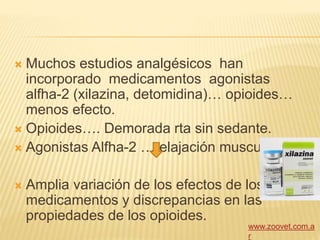  Muchos estudios analgésicos han
incorporado medicamentos agonistas
alfha-2 (xilazina, detomidina)… opioides…
menos efecto.
 Opioides…. Demorada rta sin sedante.
 Agonistas Alfha-2 …relajación muscular.
 Amplia variación de los efectos de los
medicamentos y discrepancias en las
propiedades de los opioides.
www.zoovet.com.a
r
 