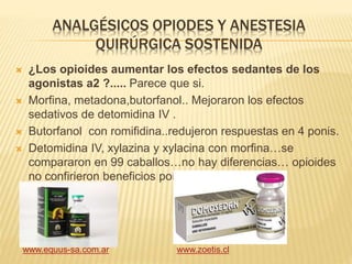 ANALGÉSICOS OPIODES Y ANESTESIA
QUIRÚRGICA SOSTENIDA
 ¿Los opioides aumentar los efectos sedantes de los
agonistas a2 ?..... Parece que si.
 Morfina, metadona,butorfanol.. Mejoraron los efectos
sedativos de detomidina IV .
 Butorfanol con romifidina..redujeron respuestas en 4 ponis.
 Detomidina IV, xylazina y xylacina con morfina…se
compararon en 99 caballos…no hay diferencias… opioides
no confirieron beneficios por sobredosis.
www.equus-sa.com.ar www.zoetis.cl
 