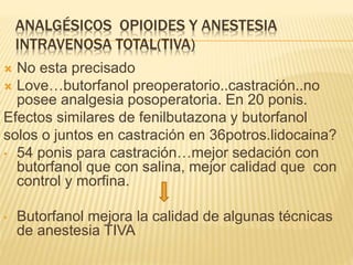 ANALGÉSICOS OPIOIDES Y ANESTESIA
INTRAVENOSA TOTAL(TIVA)
 No esta precisado
 Love…butorfanol preoperatorio..castración..no
posee analgesia posoperatoria. En 20 ponis.
Efectos similares de fenilbutazona y butorfanol
solos o juntos en castración en 36potros.lidocaina?
• 54 ponis para castración…mejor sedación con
butorfanol que con salina, mejor calidad que con
control y morfina.
• Butorfanol mejora la calidad de algunas técnicas
de anestesia TIVA
 