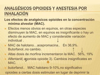 ANALGÉSICOS OPIOIDES Y ANESTESIA POR
INHALACIÓN
Los efectos de analgésicos opioides en la concentración
mínima alveolar (MAC).
 Efectos menos obvios en equinos, en otras especies
disminuyen la MAC, en equinos es insignificante o hay un
efecto de aumento de MAC y considerable variación
individual .
 MAC de halotano…acepromacina.. En 36,9%.
Butorfanol..no cambio.
 Altas dosis de morfina incrementaron la MAC. 56%, 19%
 Alfentanil( agonista opioide 3). Cambios insignificates en
MAC.
 butorfanol.. MAC halotano 9-10%,no significativo
opioides a ciertas dosis estimulan en lugar de deprimir la
 