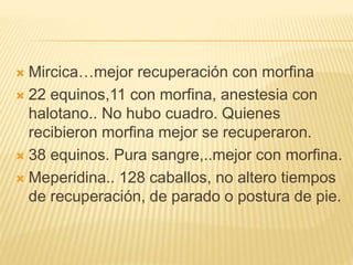  Mircica…mejor recuperación con morfina
 22 equinos,11 con morfina, anestesia con
halotano.. No hubo cuadro. Quienes
recibieron morfina mejor se recuperaron.
 38 equinos. Pura sangre,..mejor con morfina.
 Meperidina.. 128 caballos, no altero tiempos
de recuperación, de parado o postura de pie.
 