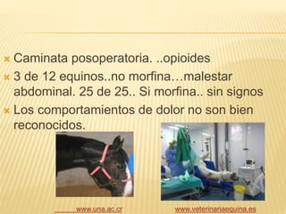  Caminata posoperatoria. ..opioides
 3 de 12 equinos..no morfina…malestar
abdominal. 25 de 25.. Si morfina.. sin signos
 Los comportamientos de dolor no son bien
reconocidos.
www.veterinariaequina.eswww.una.ac.cr
 