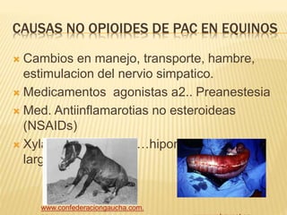 CAUSAS NO OPIOIDES DE PAC EN EQUINOS
 Cambios en manejo, transporte, hambre,
estimulacion del nervio simpatico.
 Medicamentos agonistas a2.. Preanestesia
 Med. Antiinflamarotias no esteroideas
(NSAIDs)
 Xylazina y ketamina…hipomotilidad mas
larga
www.confederaciongaucha.com.
 