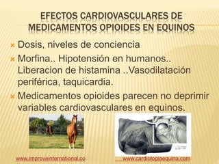 EFECTOS CARDIOVASCULARES DE
MEDICAMENTOS OPIOIDES EN EQUINOS
 Dosis, niveles de conciencia
 Morfina.. Hipotensión en humanos..
Liberacion de histamina ..Vasodilatación
periférica, taquicardia.
 Medicamentos opioides parecen no deprimir
variables cardiovasculares en equinos.
www.improveinternational.co www.cardiologiaequina.com
 