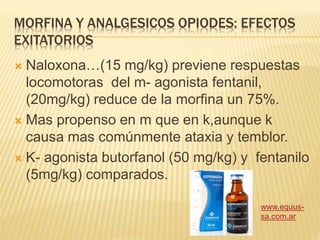 MORFINA Y ANALGESICOS OPIODES: EFECTOS
EXITATORIOS
 Naloxona…(15 mg/kg) previene respuestas
locomotoras del m- agonista fentanil,
(20mg/kg) reduce de la morfina un 75%.
 Mas propenso en m que en k,aunque k
causa mas comúnmente ataxia y temblor.
 K- agonista butorfanol (50 mg/kg) y fentanilo
(5mg/kg) comparados.
www.equus-
sa.com.ar
 