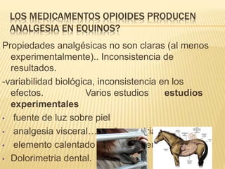 LOS MEDICAMENTOS OPIOIDES PRODUCEN
ANALGESIA EN EQUINOS?
Propiedades analgésicas no son claras (al menos
experimentalmente).. Inconsistencia de
resultados.
-variabilidad biológica, inconsistencia en los
efectos. Varios estudios estudios
experimentales
• fuente de luz sobre piel
• analgesia visceral… acelerometria… ciego
• elemento calentado implantado en el humero
• Dolorimetria dental.
 