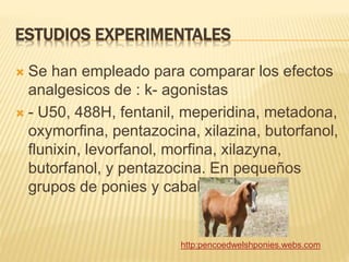 ESTUDIOS EXPERIMENTALES
 Se han empleado para comparar los efectos
analgesicos de : k- agonistas
 - U50, 488H, fentanil, meperidina, metadona,
oxymorfina, pentazocina, xilazina, butorfanol,
flunixin, levorfanol, morfina, xilazyna,
butorfanol, y pentazocina. En pequeños
grupos de ponies y caballos.
http:pencoedwelshponies.webs.com
 