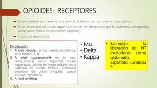 OPIOIDES- RECEPTORES
 Se encuentran en la membrana axonal de diferentes neuronas y otros tejidos.
 Se le denomina así a todo aquel que puede ser bloqueado por la Naloxona (antagonista
universal de todos los receptores opioides).
 3 tipos de receptores:
Distribución:
1. A nivel medular: al haz paleoespinotalámico
en la lámina I, II, IV.
2. A nivel supraespinal en la sust.
Periacueductal, nervio trigeminal, núcleo
parabraquial, núcleo del tracto solitario, en la
habénula, el sistema límbico (=conducta
emocional del dolor), amígdala, cuerpo
estriado, hipotálamo.
3. A nivel periférico
• Mu
• Delta
• Kappa
• Estimulan la
liberación de NT
excitadores como
glutamato,
aspartato, sustancia
P
 
