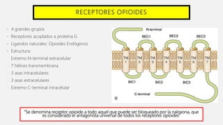 RECEPTORES OPIOIDES
• 4 grandes grupos
• Receptores acoplados a proteína G
• Ligandos naturales: Opioides Endógenos
• Estructura:
- Extremo N-terminal extracelular
- 7 hélices transmembrana
- 3 asas intracelulares
- 3 asas extracelulares
- Extremo C-terminal intracelular
“Se denomina receptor opioide a todo aquel que puede ser bloqueado por la naloxona, que
es considerado el antagonista universal de todos los receptores opioides”
 