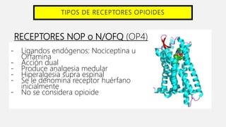 TIPOS DE RECEPTORES OPIOIDES
RECEPTORES NOP o N/OFQ (OP4)
- Ligandos endógenos: Nociceptina u
Orfamina
- Acción dual
- Produce analgesia medular
- Hiperalgesia supra espinal
- Se le denomina receptor huérfano
inicialmente
- No se considera opioide
 