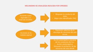 Acciones supra
espinales o a
nivel del encéfalo
• Bloquean la conducta del
dolor
• Mejor sitio identificado: PAG
Acciones en la
médula espinal
• Depresión selectiva de la
descarga de neuronas del asta
dorsal.
• Acción presináptica: previene
de los conductos de Ca+
• Acción postsináptica:
bloquean la excitación de las
neuronas del asta dorsal
MECANISMO DE ANALGESIA INDUCIDA POR OPIOIDES
 