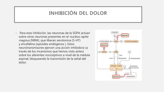 INHIBICIÓN DEL DOLOR
• Para esta inhibición, las neuronas de la SGPA actúan
sobre otras neuronas presentes en el nucleus raphe
magnus (NRM), que liberan serotonina (5-HT)
y encefalina (opioides endógenos ). Estos
neurotransmisores ejercen una acción inhibidora (a
través de los mcanismos que hemos visto antes)
sobre los aferentes nociceptivos a nivel de la médula
espinal, bloqueando la transmisión de la señal del
dolor.
 
