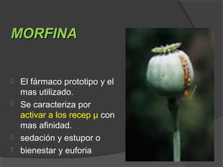 MORFINAMORFINA
 El fármaco prototipo y el
mas utilizado.
 Se caracteriza por
activar a los recep μ con
mas afinidad.
 sedación y estupor o
 bienestar y euforia
 