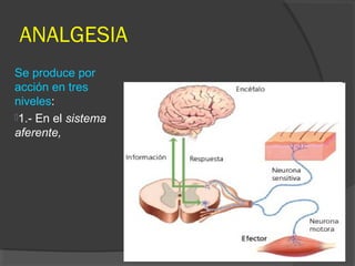 ANALGESIA
Se produce por
acción en tres
niveles:
1.- En el sistema
aferente,
 