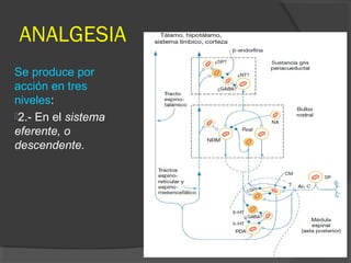 ANALGESIA
Se produce por
acción en tres
niveles:
2.- En el sistema
eferente, o
descendente.
 