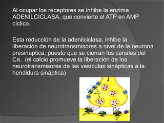 Al ocupar los receptores se inhibe la enzima
ADENILCICLASA, que convierte el ATP en AMP
cíclico.
Esta reducción de la adenilciclasa, inhibe la
liberación de neurotransmisores a nivel de la neurona
presinaptica, puesto que se cierran los canales del
Ca. (el calcio promueve la liberación de los
neurotransmisores de las vesículas sinápticas a la
hendidura sináptica)
 