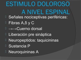 ESTIMULO DOLOROSO
A NIVEL ESPINAL
 Señales nociceptivas periféricas:
 Fibras A,δ y C
 →→Cuerno dorsal
 Liberación pre sináptica
 Neuropeptidos: taquicininas
 Sustancia P
 Neuroquininas A
 