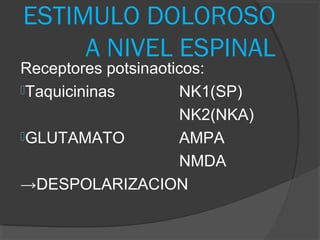 ESTIMULO DOLOROSO
A NIVEL ESPINAL
Receptores potsinaoticos:
Taquicininas NK1(SP)
NK2(NKA)
GLUTAMATO AMPA
NMDA
→DESPOLARIZACION
 