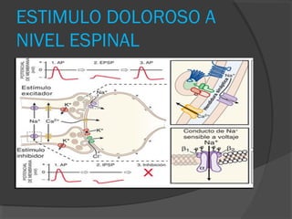 ESTIMULO DOLOROSO A
NIVEL ESPINAL
 