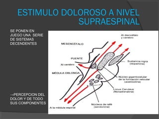 SE PONEN EN
JUEGO UNA SERIE
DE SISTEMAS
DECENDENTES
→PERCEPCION DEL
DOLOR Y DE TODO
SUS COMPONENTES
ESTIMULO DOLOROSO A NIVEL
SUPRAESPINAL
 