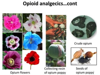 Collecting resin
of opium poppy
Crude opium
Opium flowers
Seeds of
opium poppy
Opioid analgecics…cont
6
 