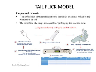TAIL FLICK MODEL
Purpose and rationale:
• The application of thermal radiation to the tail of an animal provokes the
withdrawal of tail.
• The morphine like drugs are capable of prolonging the reaction time.
 