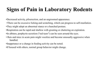 Signs of Pain in Laboratory Rodents
•Decreased activity, piloerection, and an ungroomed appearance.
•There can be excessive licking and scratching, which can progress to self-mutilation.
•They might adopt an abnormal stance or a hunched posture.
•Respiration can be rapid and shallow with grunting or chattering on expiration.
•In albinos, porphyrin secretion ("red tears") can be seen around the eyes.
• Rats and mice in acute pain might vocalize and become unusually aggressive when
handled.
•Inappetance or a change in feeding activity can be noted.
•If housed with others, normal group behavior might change.
 